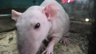 Rat (Metchaomoroi Zoo, Shiga, Japan) October 7, 2021