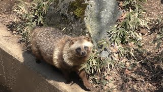 Japanese Raccoon Dog (MORIOKA ZOOLOGICAL PARK, Iwate, Japan) April 12, 2019