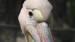 White pelican