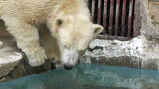 Polar bear Parent and child (TENNOJI ZOO, Osaka, Japan) October 19, 2021