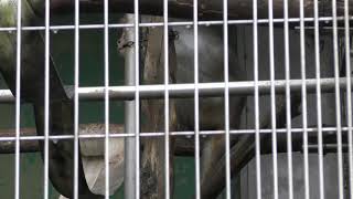 Formosan macaque (Japan Monkey Centre, Aichi, Japan) January 20, 2019