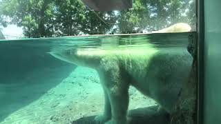 Polar bear (Toyohashi Zoo and Botanical Park, Aichi, Japan) January 1, 1970