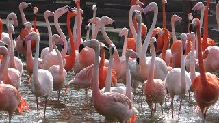 3種の フラミンゴ (海の中道海浜公園 動物の森) 2019年4月24日