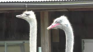 ダチョウ の『ジャンプ』と『アイ』 (周南市徳山動物園) 2018年5月19日