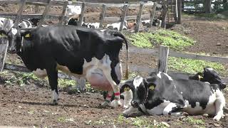 Cattle (Hokkaido Hakone Farm, Hokkaido, Japan) June 18, 2019