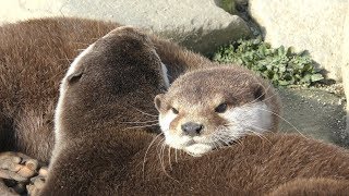 コツメカワウソ