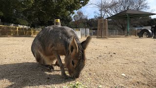 動物ふれあい広場 (みさき公園) 2020年1月19日