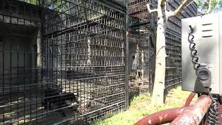 クロヒョウ (浜松市動物園) 2021年7月25日