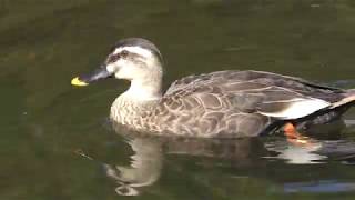 Spot-billed duck (Hakone-en Aquarium, Kanagawa, Japan) October 28, 2018