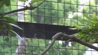 Japanese Bush Warbler (Ueno Zoological Gardens, Tokyo, Japan) May 12, 2018