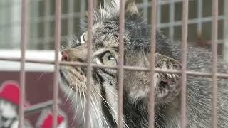 Manul (Higashiyama Zoo and Botanical Gardens, Aichi, Japan) June 25, 2023