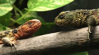 Chinese crocodile lizard (TENNOJI ZOO, Osaka, Japan) December 23, 2020