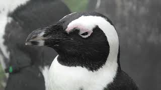 ケープペンギン (名古屋港水族館) 2021年7月23日