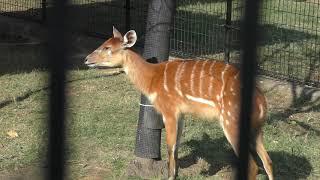 シタツンガ (王子動物園) 2019年10月27日