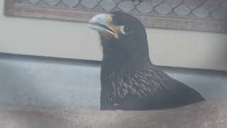 Striated Caracara (Kakegawa Kachouen, Shizuoka, Japan) July 30, 2022