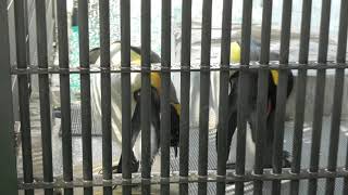 キングペンギン (東山動植物園) 2021年7月22日