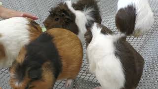 モルモット (浦安市交通公園 動物広場) 2023年8月4日