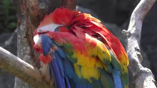 アカコンゴウインコ (伊豆シャボテン動物公園) 2018年4月22日