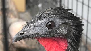アマゾンヒメシャクケイ (めっちゃおもろい動物園) 2021年10月7日
