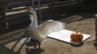 ガチョウ の『がっちゃん』にハロウィンかぼちゃのプレゼント (王子動物園) 2019年10月27日