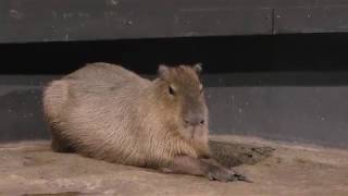 Capybara (Maxell AQUA PARK SHINAGAWA, Tokyo, Japan) February 25, 2018