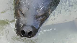 Spotted Seal (Nasu Animal Kingdom, Tochigi, Japan) September 10, 2017