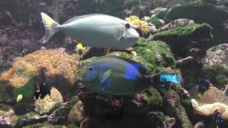 『光を食べる生き物』水槽 (串本海中公園 水族館) 2018年12月27日
