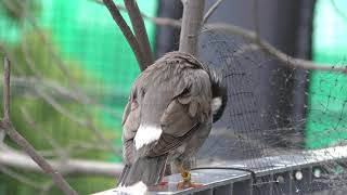 ムクドリ (周南市徳山動物園) 2018年5月19日