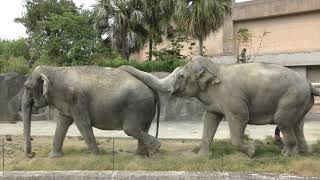 Indian elephant (Kagoshima City Hirakawa Zoological Park, Kagoshima, Japan) April 17, 2019