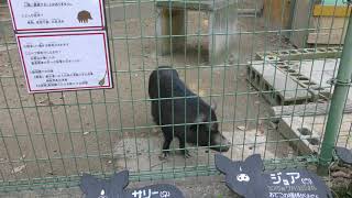 ミニブタ (大牟田市動物園) 2019年4月19日