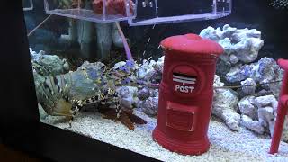 海中ポスト水槽 (エビとカニの水族館) 2018年12月26日