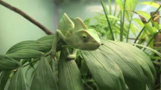 エボシカメレオン (東山動植物園) 2021年7月22日