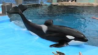 シャチ の『アース』 (名古屋港水族館) 2021年7月23日