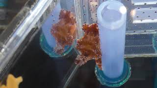 テヌウニシキウミウシ (いおワールドかごしま水族館) 2018年7月28日