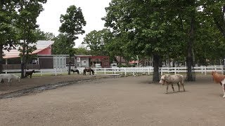 Paddock 1–3 (NORTHERN Horse Park, Hokkaido, Japan) June 12, 2019