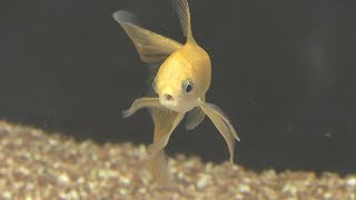 金魚展 (さいたま水族館) 2018年12月9日
