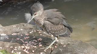 鳥の楽園のごはんタイム (天王寺動物園) 2019年3月31日