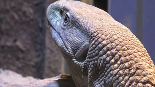 White-throated monitor Feeding (IZoo, Shizuoka, Japan) March 17, 2018