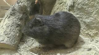 Brazilian guinea pig (Saitama Children's Zoo, Saitama, Japan) October 2, 2019