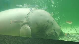 Dugong (TOBA AQUARIUM, Mie, Japan) August 13, 2022