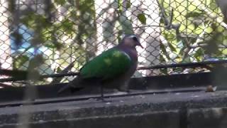 Emerald dove (Campbelltown Forest of Wild Birds, Saitama, Japan) March 31, 2018