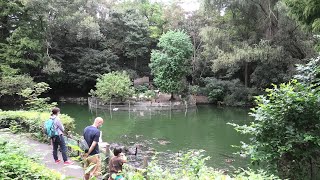 水鳥池 (智光山公園こども動物園) 2020年9月19日