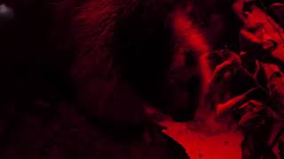 Northern Luzon giant cloud rat (KOBE ANIMAL KINGDOM, Hyogo, Japan) July 14, 2023