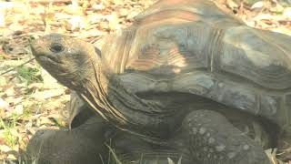 Aldabra giant tortoise (TENNOJI ZOO, Osaka, Japan) June 25, 2021