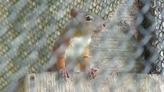 Japanese squirrel (Okinawa Zoo & Museum, Okinawa, Japan) July 29, 2023