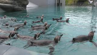 フンボルトペンギン (九十九島動植物園 森きらら) 2019年4月22日