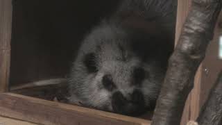 ウスイロホソオクモネズミ (東山動植物園) 2021年7月22日