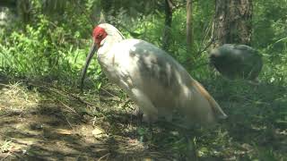 Asian crested ibis