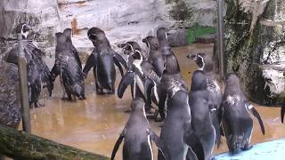 フンボルトペンギン (平川動物公園) 2018年7月29日