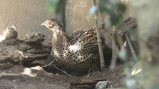 Green Pheasant (Inokashira Park Zoo, Tokyo, Japan) September 9, 2018